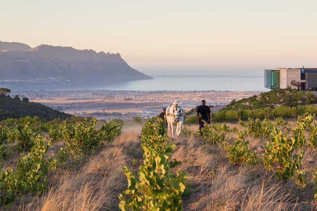 Waterkloof Wine Estate Stellbosch South Africa 